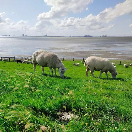 Apart-zwergmoewe-im-moewennest-tossens